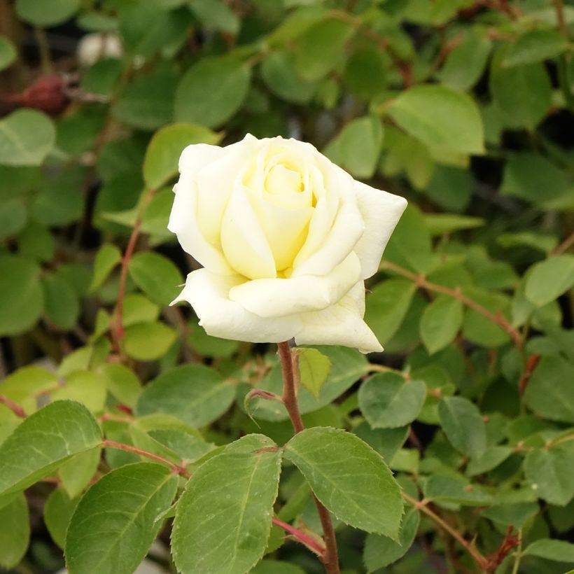 Rosa Love Letter - Trosroos (Bloei)