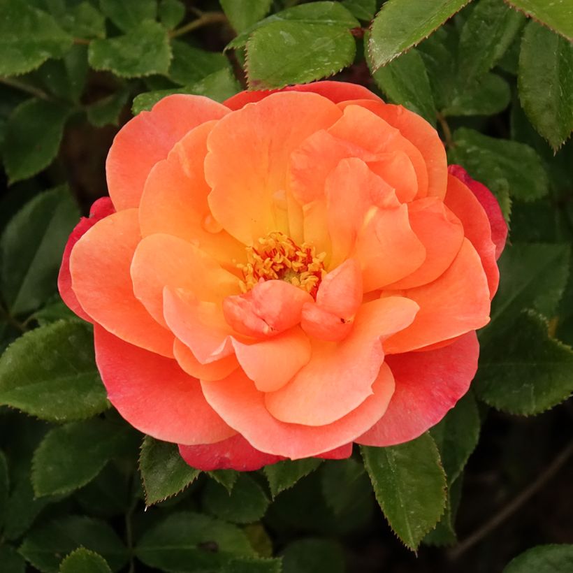 Rosa Sugar Candy Rose - Trosroos (Bloei)