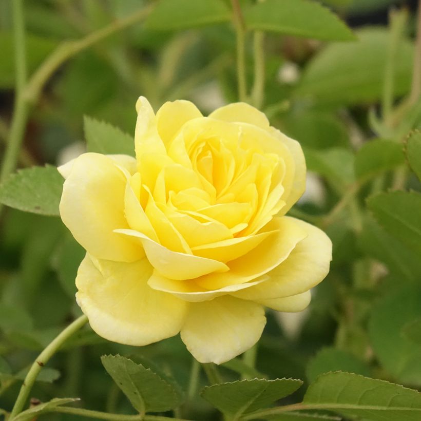 Rosa Golden Border - Trosroos (Bloei)