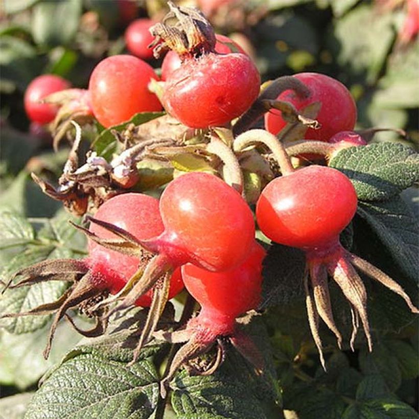 Rosa rugosa Rubra - Hondsroos (Harvest)