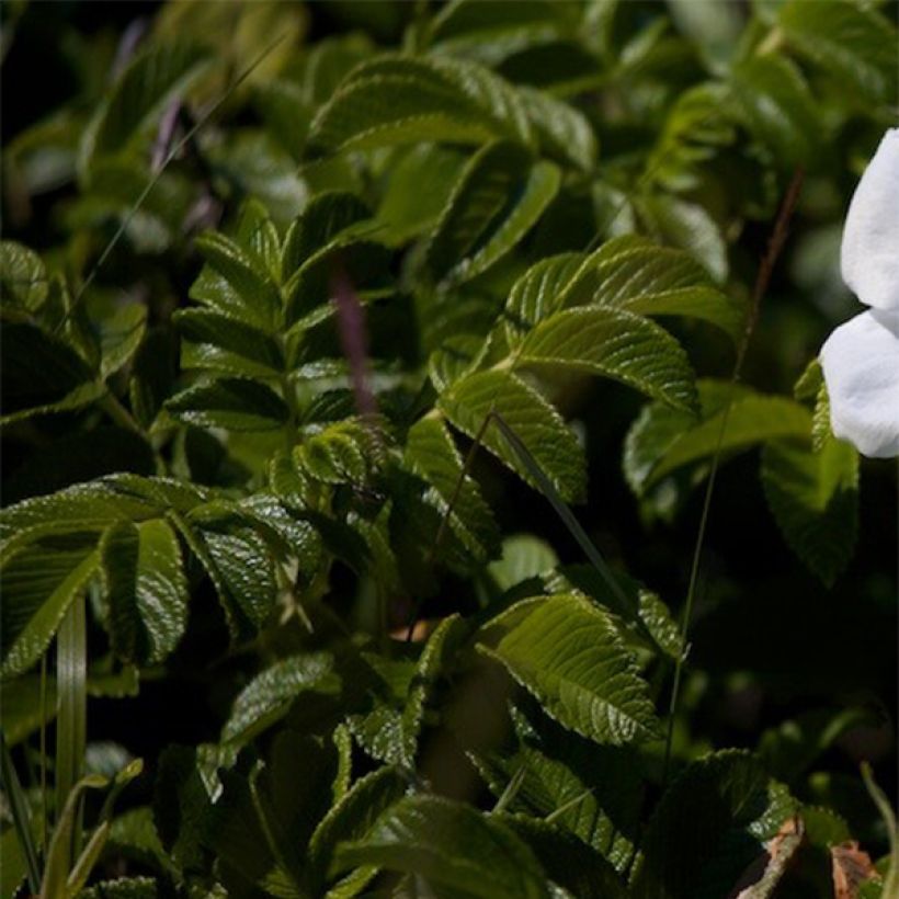 Rosa rugosa Alba - Hondsroos (Foliage)