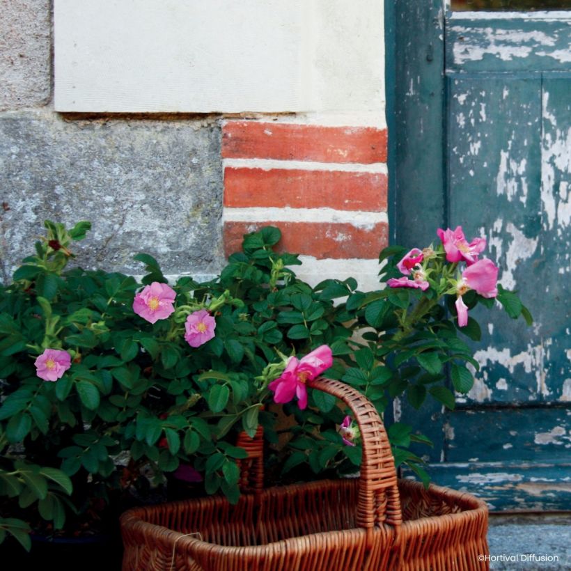 Rosa rugosa Minrugo5P ANGELIA Pink - Hondsroos (Plant habit)