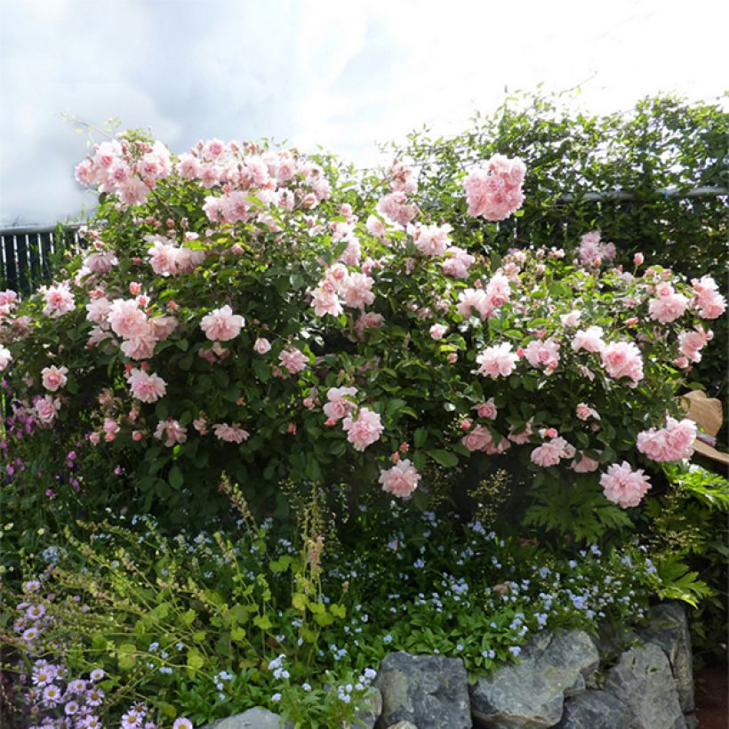 Rosa Felicia - Muskusroos (Plant habit)
