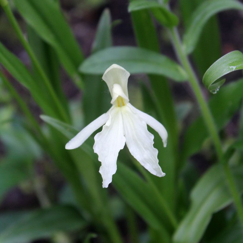 Roscoea beesiana Alba - Gemberorchidee (Bloei)