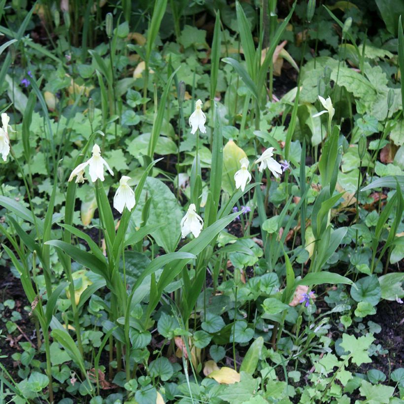 Roscoea cautleyoides - Gemberorchidee (Groeiplaats)