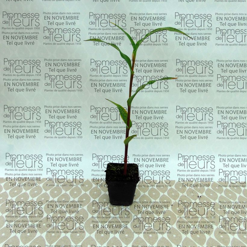 Voorbeeld van een exemplaar van Roscoea purpurea Dalaï Lama - Gemberorchidee Bol kaliber I zoals geleverd