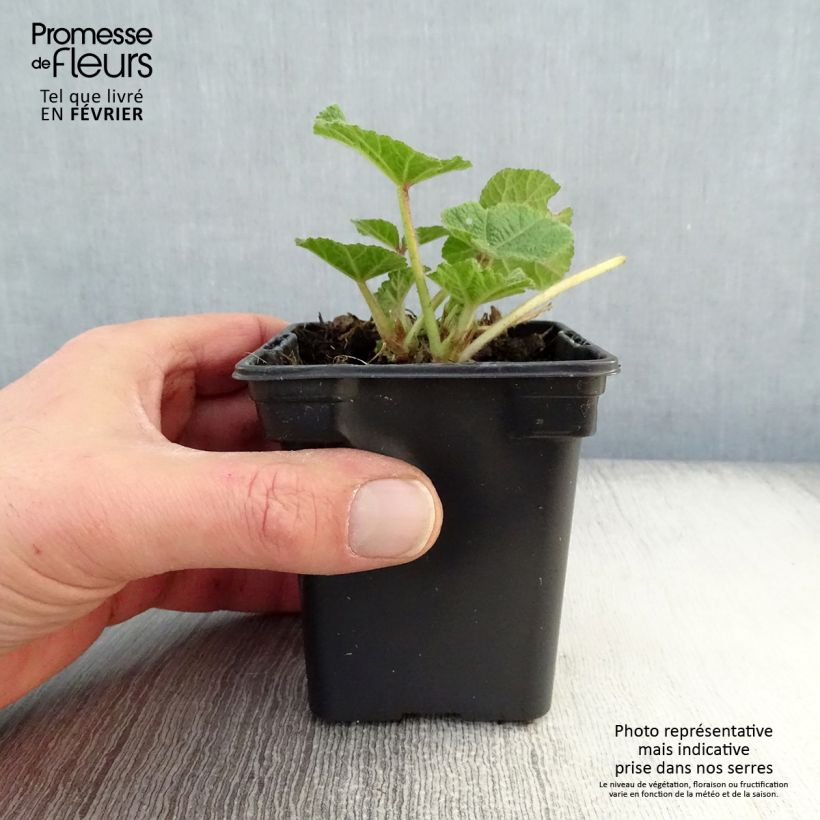 Example of Rose Trémière - Alcea rosea Chater's Double rouge Kweekpotje van 7/8 cm as you get in hiver