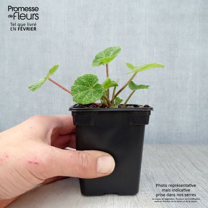 Example of Rose Trémière noire, Alcea rosea Nigra Kweekpotje van 7/8 cm as you get in hiver
