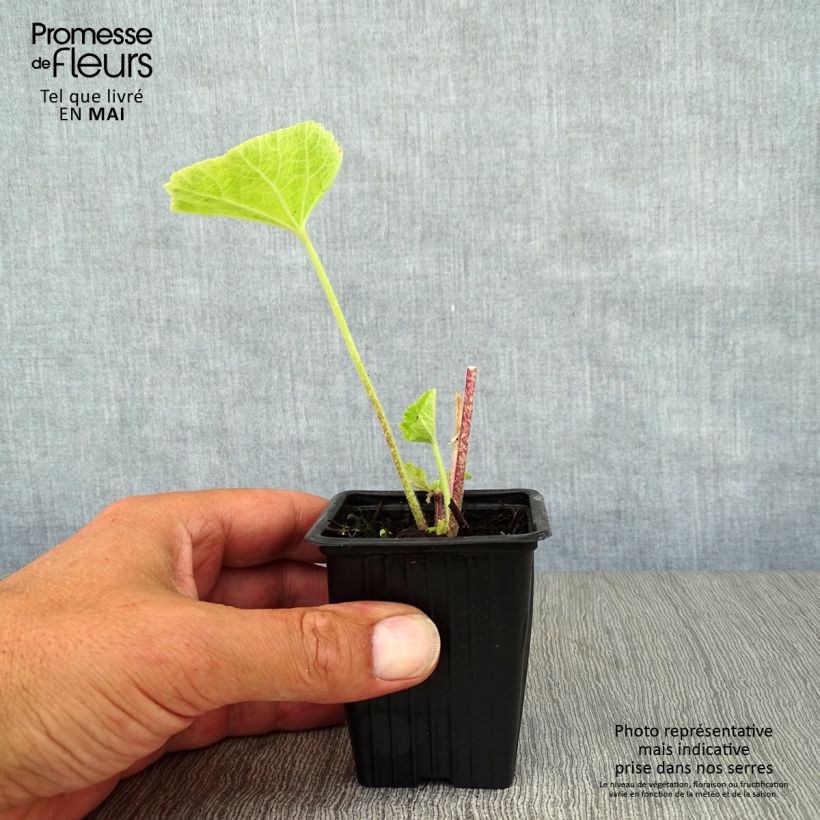 Exemplaar van Alcea rosea Nigra - Stokroos Kweekpotje van 7/8 cm zoals geleverd in de lente