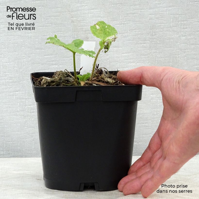 Example of Rose Trémière noire, Alcea rosea Nigra Pot van 2 l/3 l as you get in hiver