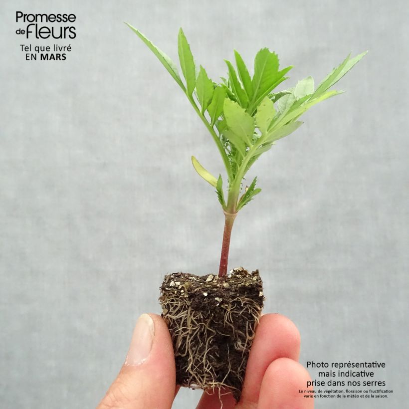 Exemplaar van Groot afrikaantje - Tagetes erecta Taishan Mix (plugplanten) Kluitplant: kluit 3,8 cm x 3,2 cm in een tray voor 16 planten zoals geleverd in de lente