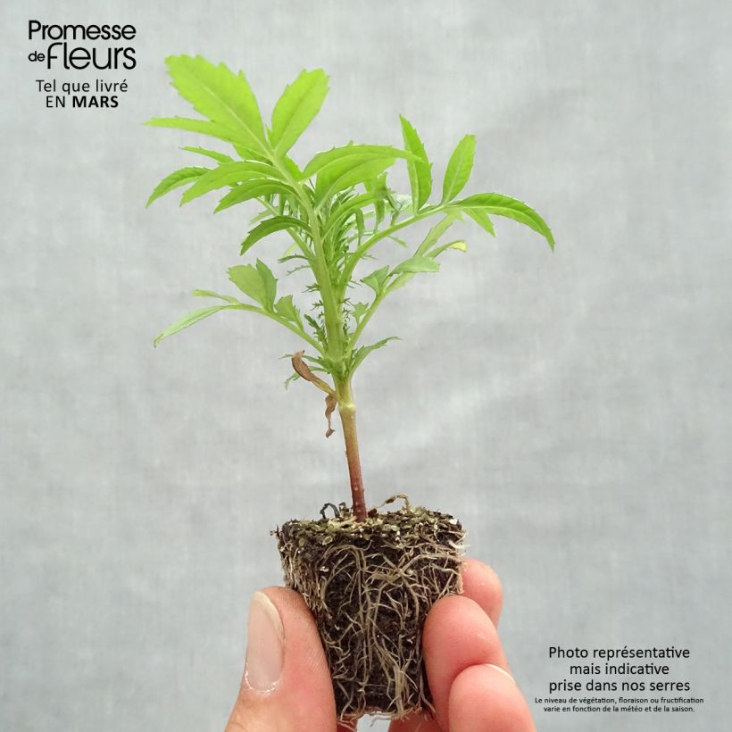 Example of Rose d'Inde F1 Vanilla Kluitplant: kluit 3,8 cm x 3,2 cm in een tray voor 16 planten as you get in printemps