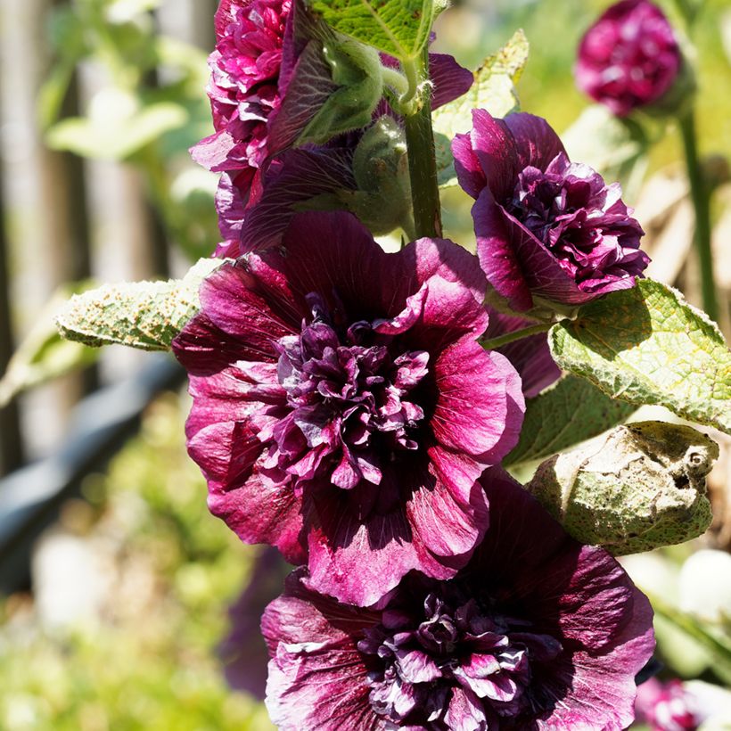 Alcea rosea Chaters Double Violet - Stokroos (Bloei)