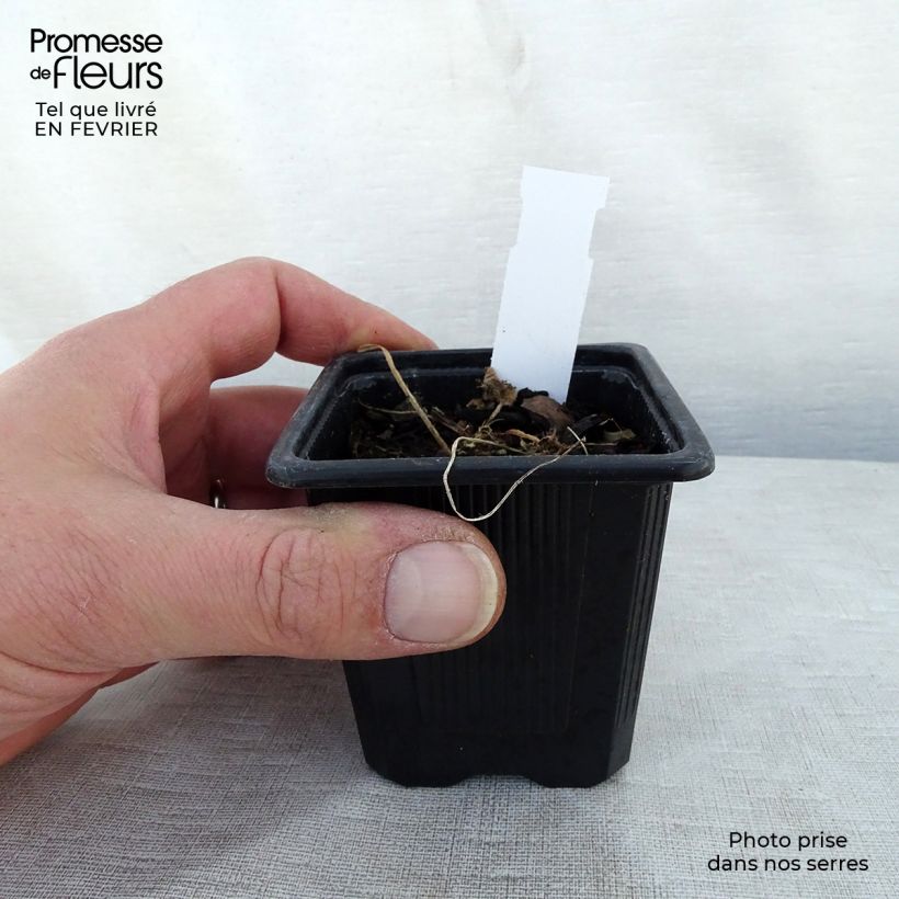 Example of Rose trémière - Alcea rosea Chater's Double pourpre Kweekpotje van 8/9 cm as you get in hiver