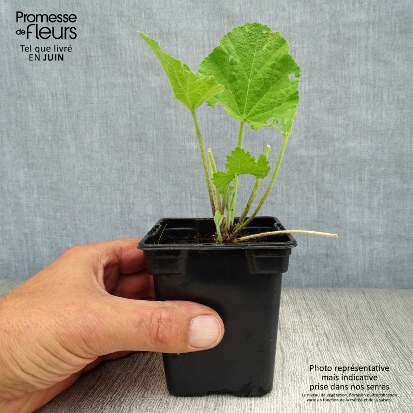 Exemplaar van Alcea rosea Chaters Double Pink  - Stokroos roze Kweekpotje van 7/8 cm zoals geleverd in de zomer