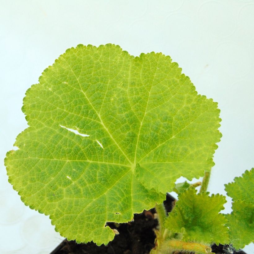 Alcea rosea Chaters Double Salmon - Stokroos (Foliage)