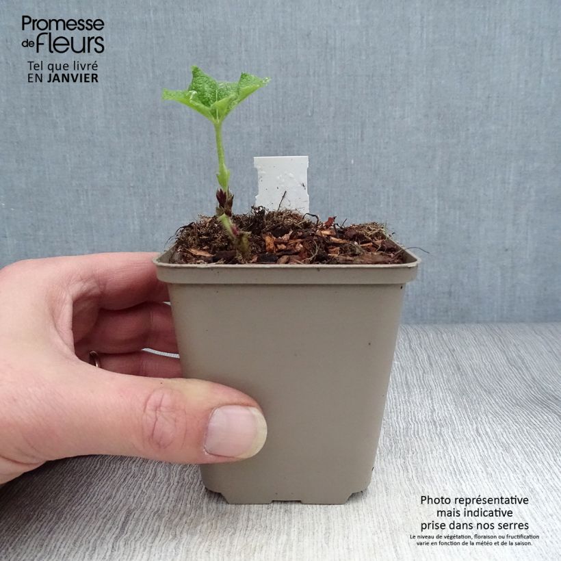 Exemplaar van Alcea rosea Fiesta Time - Stokroos Kweekpotje van 8/9 cm zoals geleverd in de winter