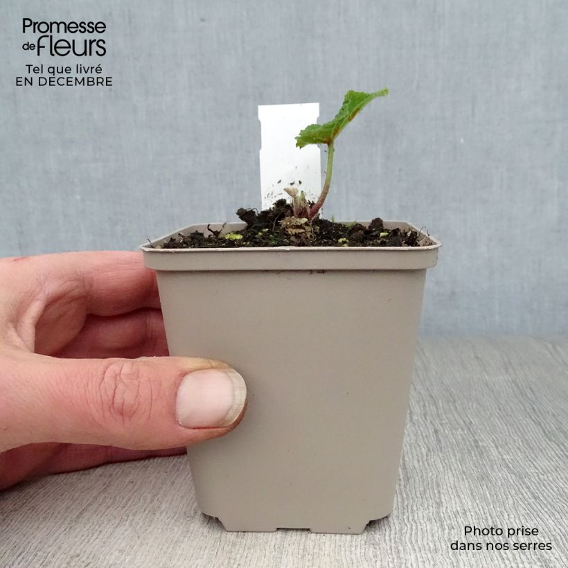 Example of Rose trémière - Alcea rosea Mars Magic Kweekpotje van 8/9 cm as you get in hiver