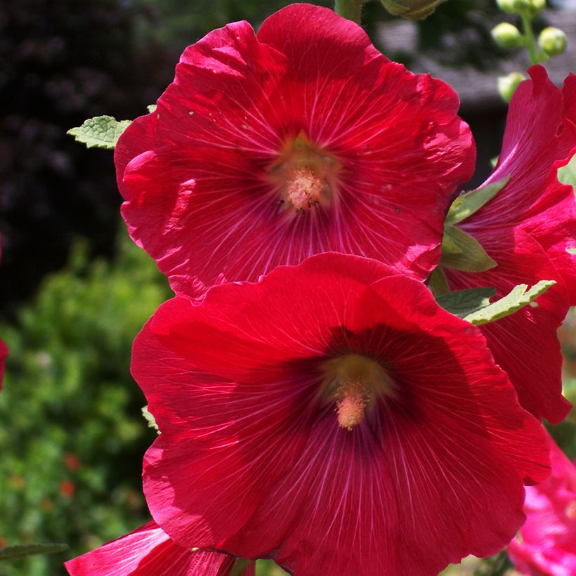 Alcea rosea Mars Magic - Stokroos (Bloei)