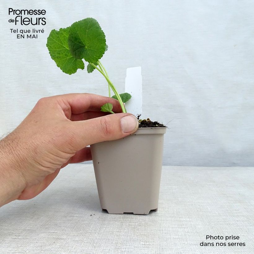 Exemplaar van Alcea rosea Sunshine - Stokroos Kweekpotje van 8/9 cm zoals geleverd in de lente