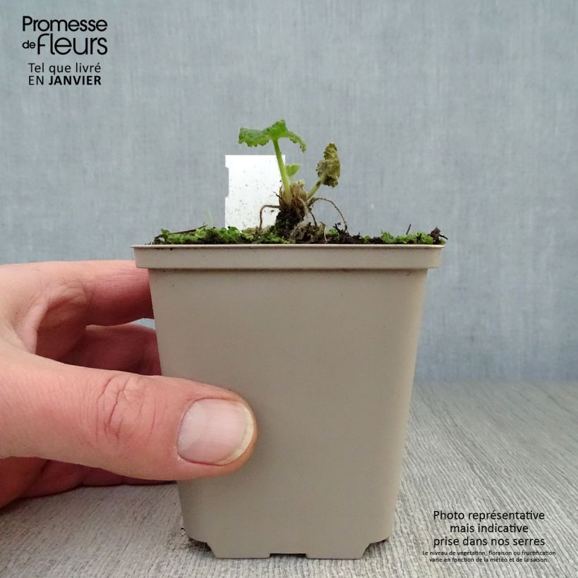 Example of Rose trémière - Alcea rosea Sunshine Kweekpotje van 8/9 cm as you get in hiver