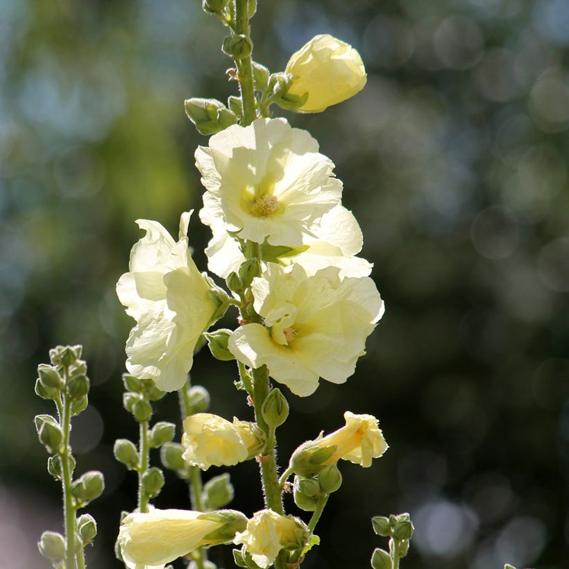 Alcea rosea Sunshine - Stokroos (Bloei)