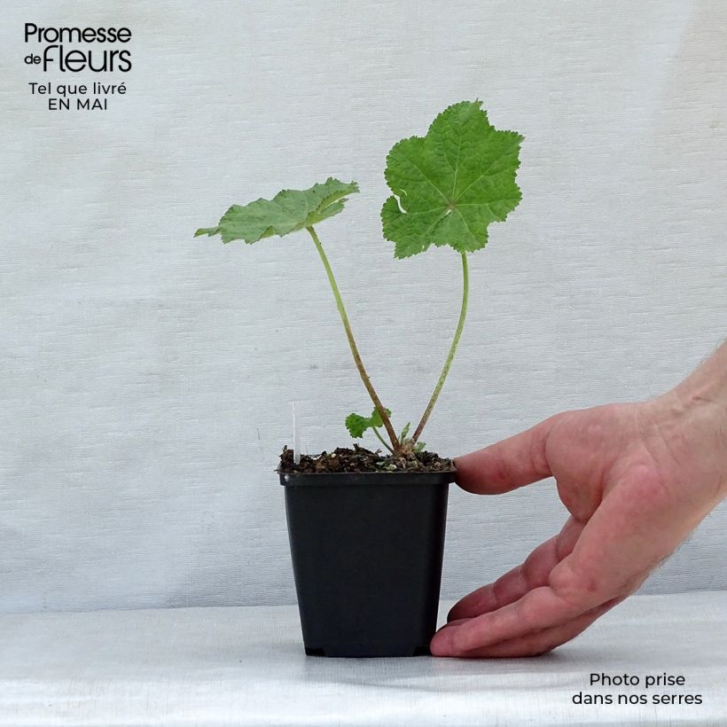 Exemplaar van Alcea rugosa - Russische stokroos Kweekpotje van 8/9 cm zoals geleverd in de lente