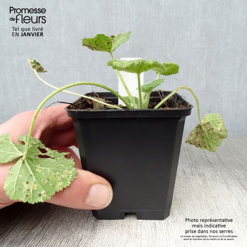 Example of Rose trémière - Alcea rugosa Kweekpotje van 8/9 cm as you get in hiver