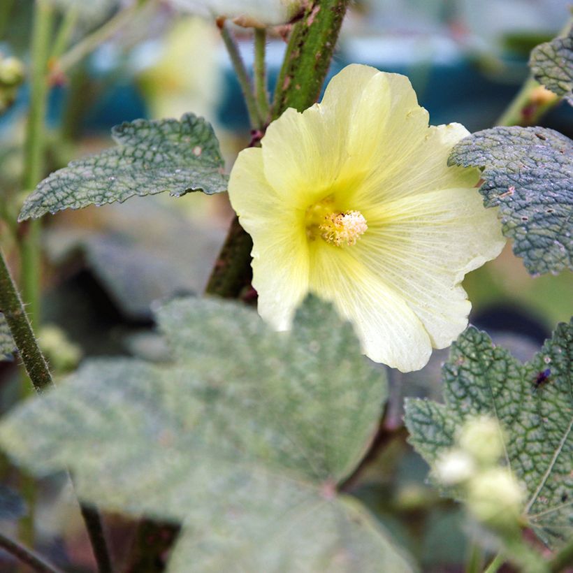 Alcea rugosa - Russische stokroos (Bloei)