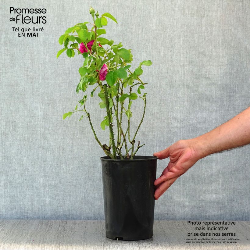 Exemplaar van Rosa Baronne Prévost - Polyantharoos Pot van 4 l/5 l zoals geleverd in de lente