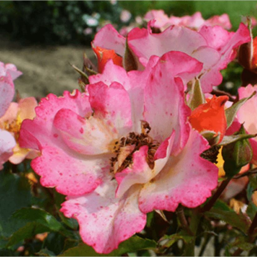 Rosier Bee Proud (Bloei)