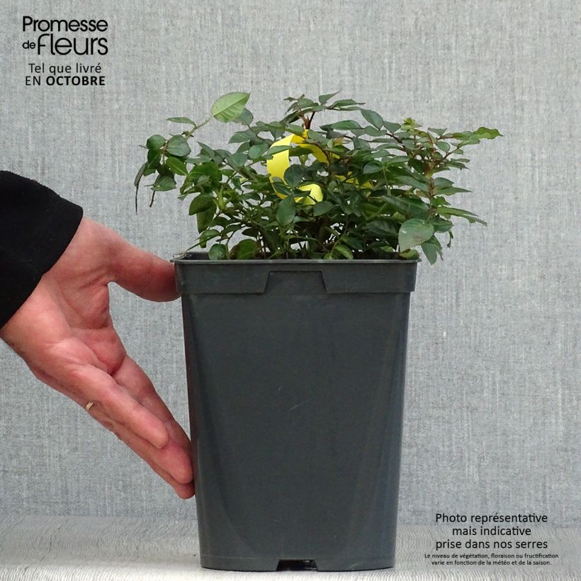 Exemplaar van Rosa Bienenweide Fruity - Polyantharoos Pot van 3 l/4 l zoals geleverd in de herfst