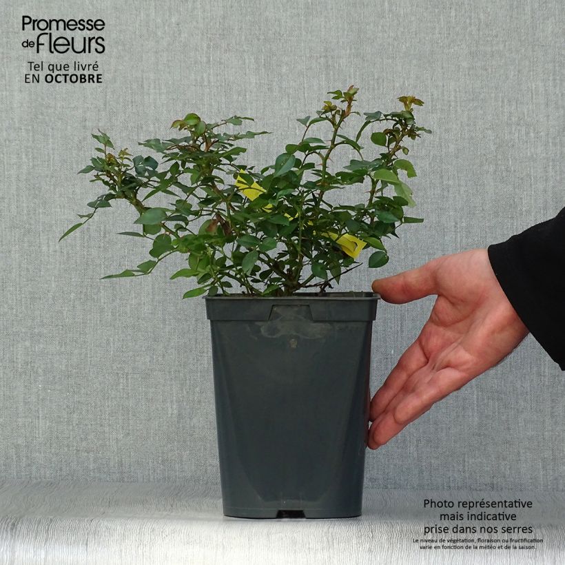 Exemplaar van Rosa Bienenweide Gelb - Polyantharoos Pot van 3 l/4 l zoals geleverd in de herfst