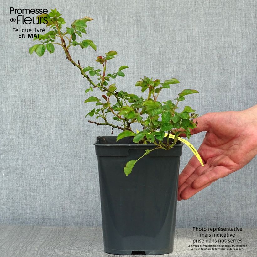 Exemplaar van Rosa Bijenweelde Mango - Polyantharoos Pot van 3 l/4 l zoals geleverd in de lente