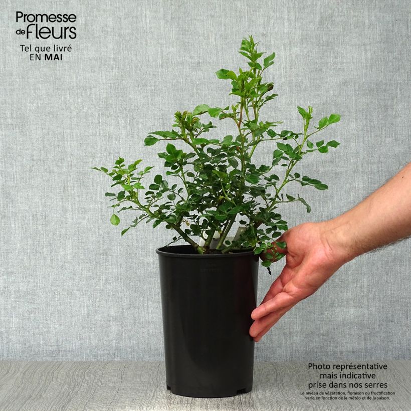 Exemplaar van Rosa Bees Paradise Pink - Polyantharoos Pot van 3 l/4 l zoals geleverd in de lente