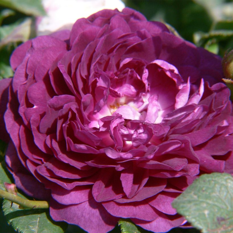 Rosa Bleu Magenta - Historische klimroos (Bloei)