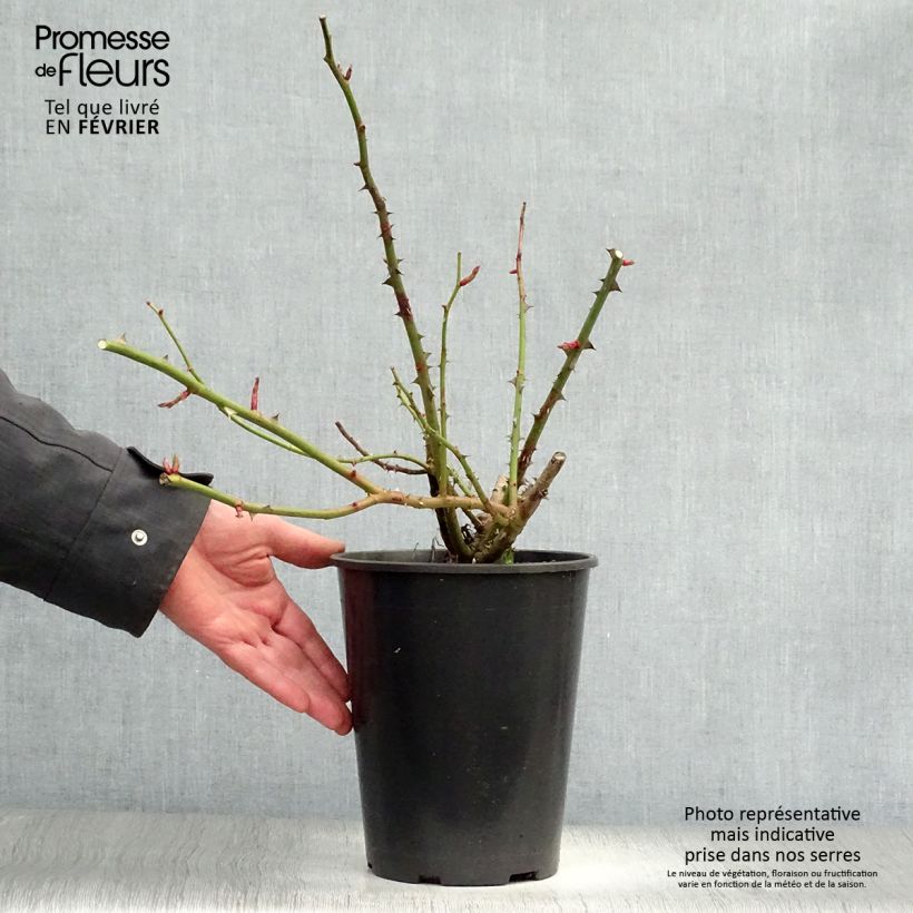 Exemplaar van Rosa A Shropshire Lad - David Austinroos Pot van 4 l/5 l zoals geleverd in de winter