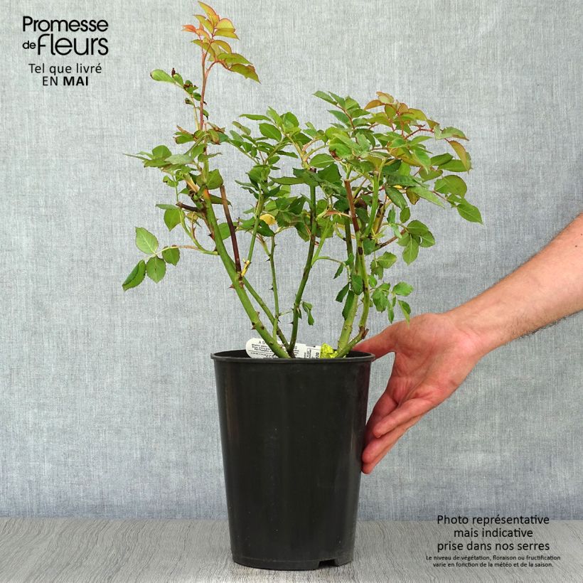 Exemplaar van Rosa A Shropshire Lad - David Austinroos Pot van 4 l/5 l zoals geleverd in de lente