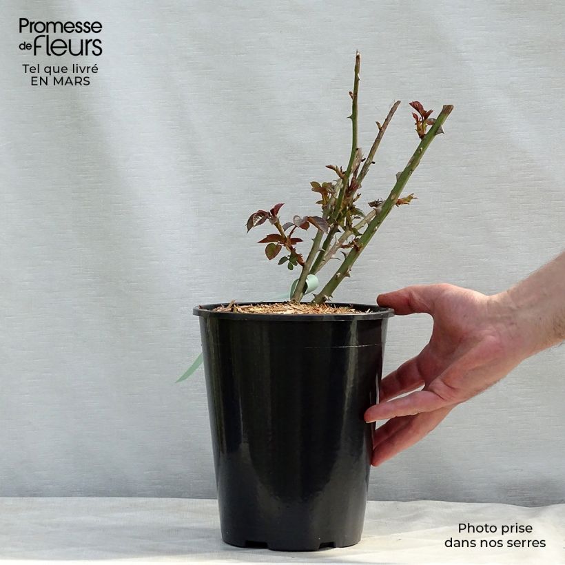 Exemplaar van Rosa Abraham Darby - David Austinroos Pot van 4 l/5 l zoals geleverd in de winter