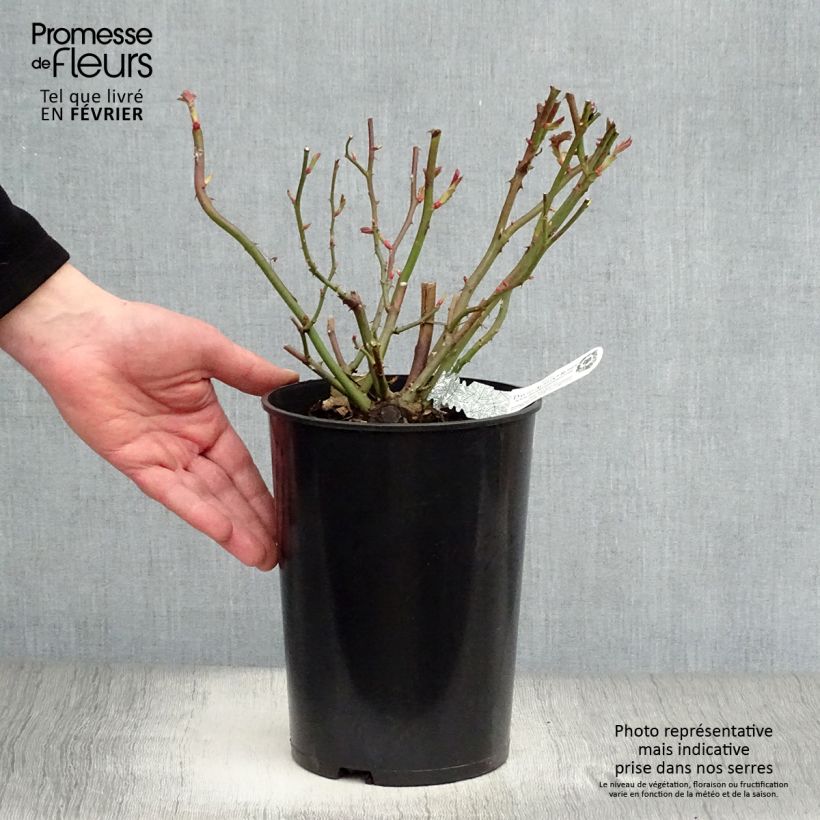 Example of Rosa The Albrighton Rambler - David Austinroos Pot van 4 l/5 l as you get in hiver