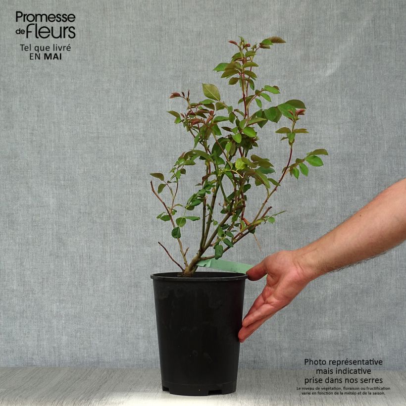 Exemplaar van Rosa The Albrighton Rambler - David Austinroos Pot van 4 l/5 l zoals geleverd in de lente