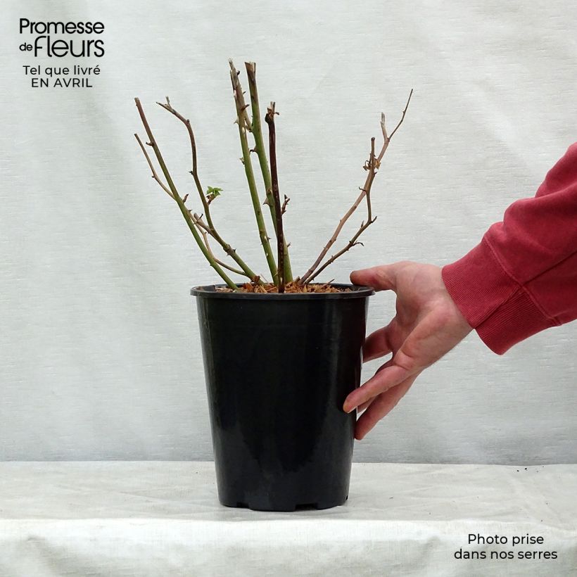 Exemplaar van Rosa Bathsheba - David Austinroos Pot van 4 l/5 l zoals geleverd in de lente