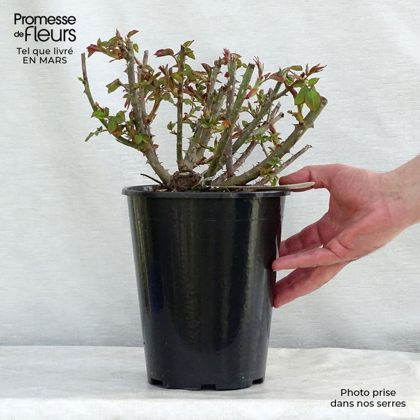 Exemplaar van Rosa Benjamin Britten - David Austinroos Pot van 4 l/5 l zoals geleverd in de lente