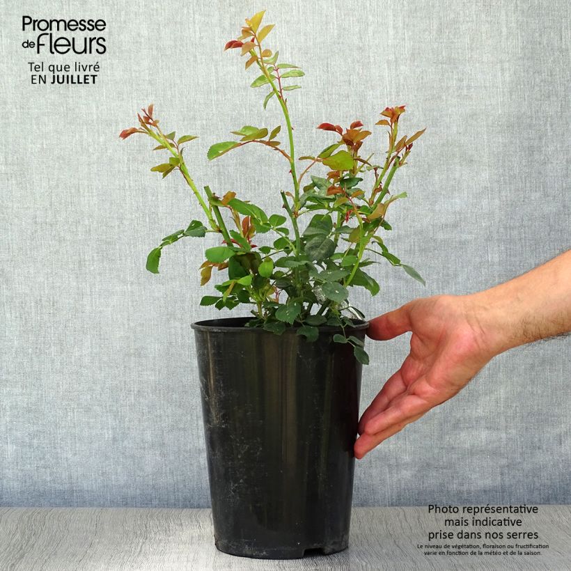 Exemplaar van Rosa Charles Darwin - David Austinroos Pot van 4 l/5 l zoals geleverd in de zomer