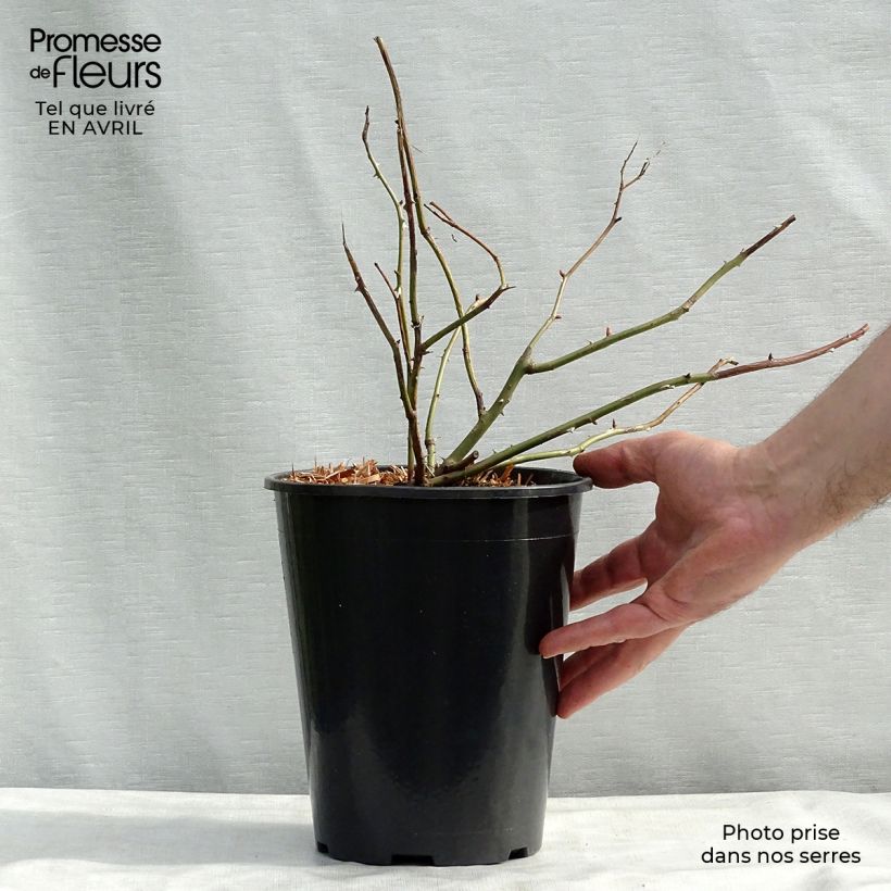 Exemplaar van Rosa Crown Princess Margareta - David Austinroos Pot van 4 l/5 l zoals geleverd in de lente