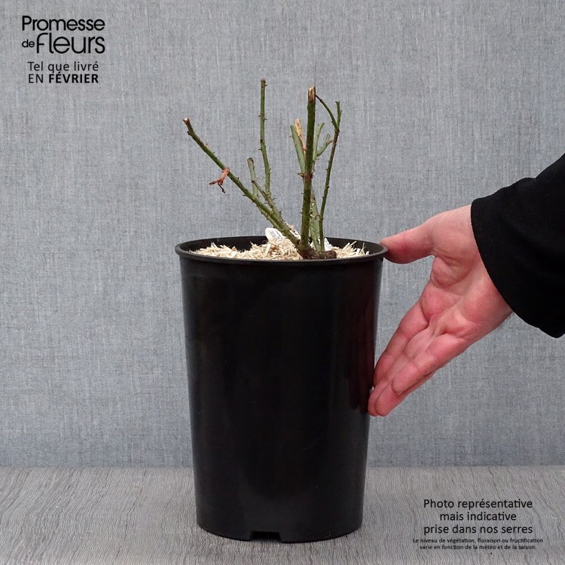 Example of Rosier David Austin Darcey Bussel Pot van 4 l/5 l as you get in hiver