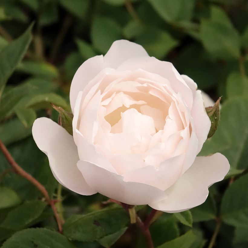 Rosa Desdemona - David Austinroos (Bloei)