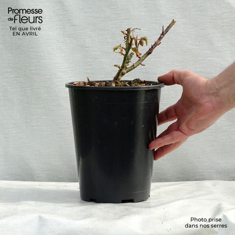 Exemplaar van Rosa Eglantyne - David Austinroos Pot van 4 l/5 l zoals geleverd in de lente