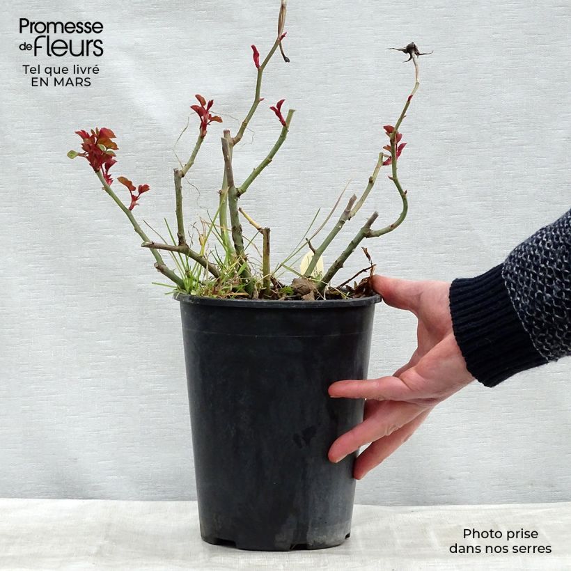 Exemplaar van Rosa Emily Brontë - David Austinroos Pot van 4 l/5 l zoals geleverd in de lente