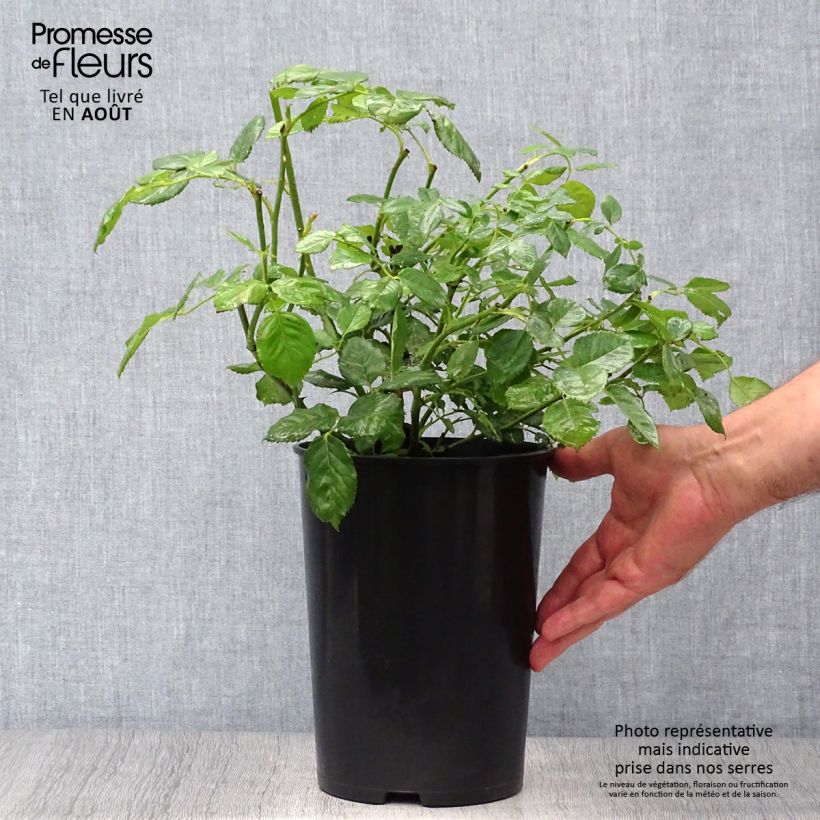 Example of Rosier David Austin Golden Celebration Pot van 4 l/5 l as you get in ete